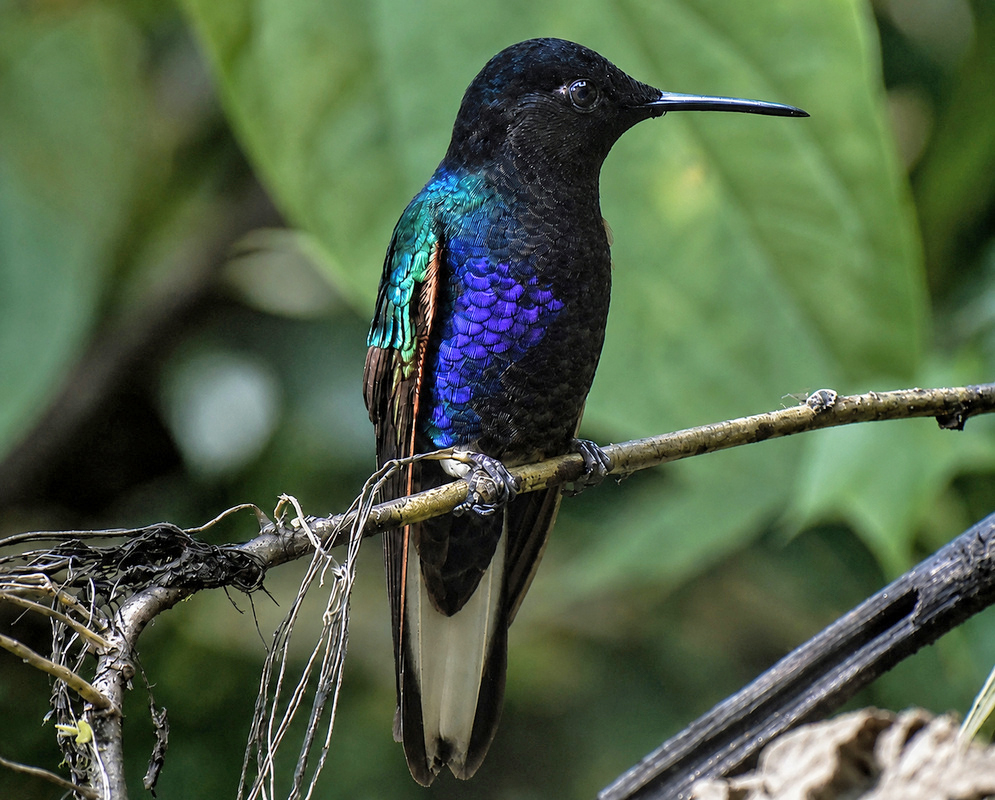 Boissonneaua jardini Perched A Boissonneaua jardini perched with its plumage and characteristic features visible