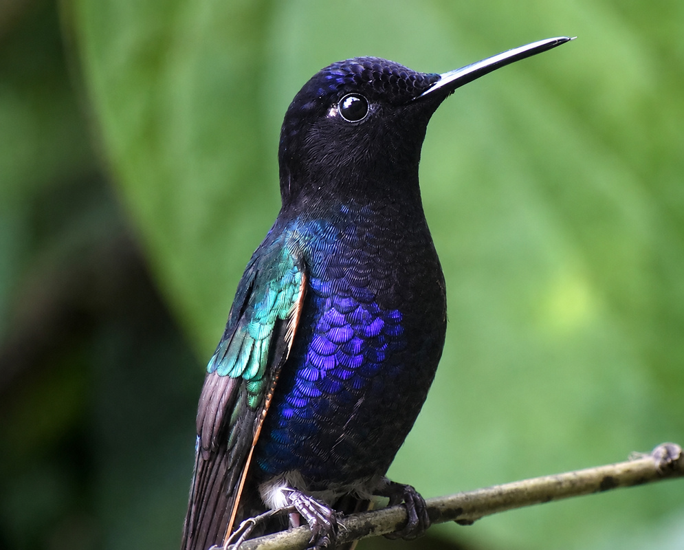 Boissonneaua jardini Side View A Boissonneaua jardini perched in profile with its side plumage and bill visible