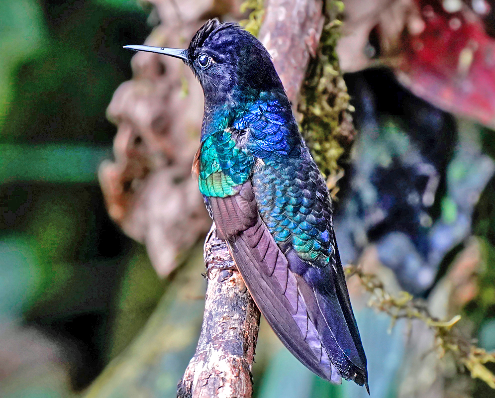 Boissonneaua jardini Perched Perched boissonneaua jardini showing intense metallic purple and blue hues with fluffy underbelly