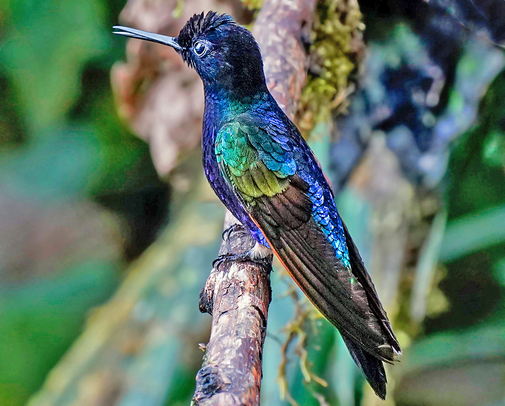 Boissonneaua jardini Shimmering boissonneaua jardini perched with iridescent purple and blue plumage and dark crest