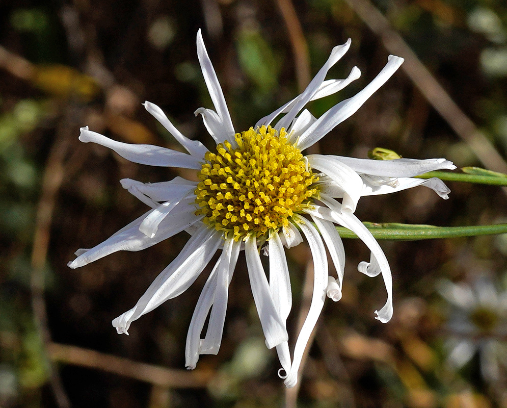 Close-up of a Boltonia asteroides flower with narrow, curling white ray florets surrounding a dense yellow central disk