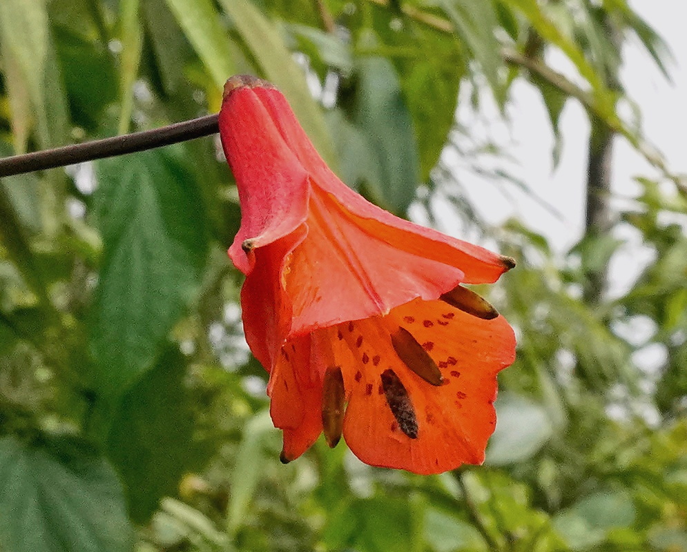 Bomarea andreana flower