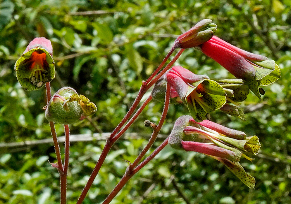 Bomarea bracteata cluster of tubular red flowers with flaring green, dark-spotted lobes on powdery red stalks, the buds and inflated calyces visible along the branched stems against leafy background