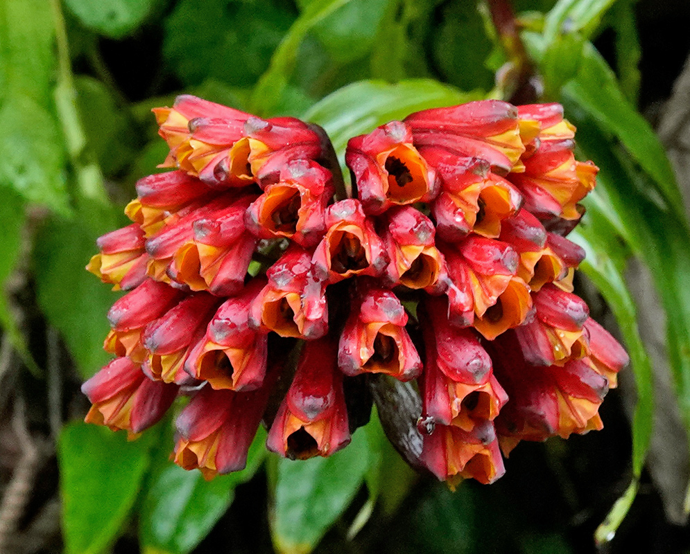 Bomarea formosissima Clustered Flowers Cluster of tubular Bomarea formosissima flowers with red outer surfaces and orange-yellow throats, hanging in a dense pendant inflorescence