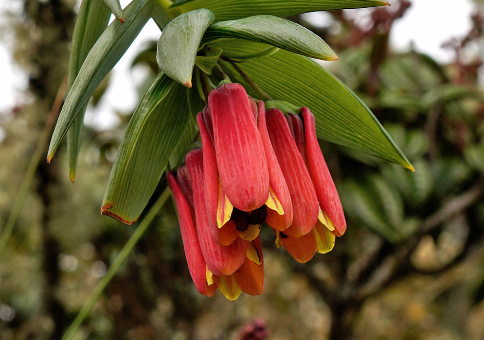 Cluster of tubular red and yellow Bomarea glaucescens flowers hanging beneath lance-shaped green leaves