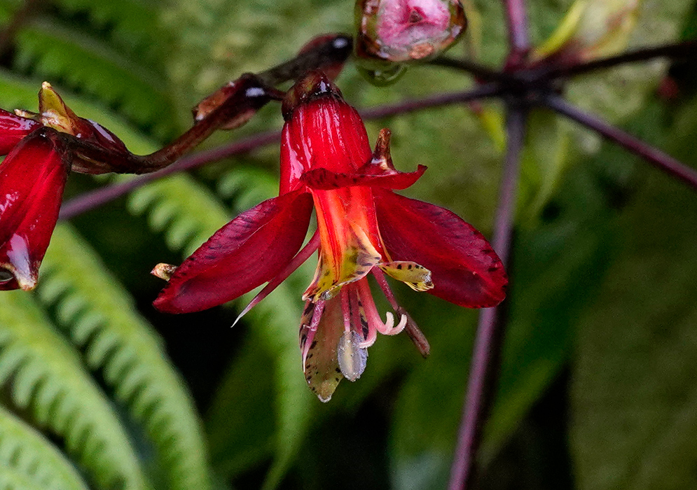 Single open Bomarea moritziana flower with deep red petals, yellow markings, and extended stamens against a blurred green background