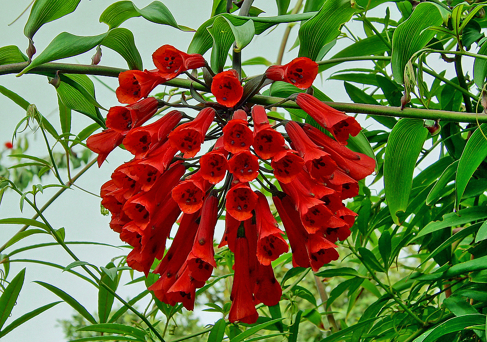 A cluster of dark red flower