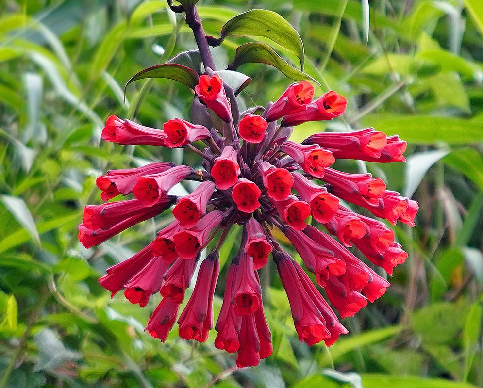 A cluster of red Bomarea Multiflora flowers