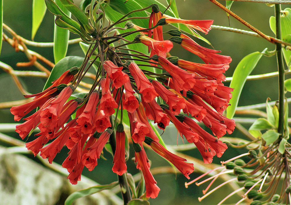 A hanging inflorescence of Bomarea multiflora red flowers