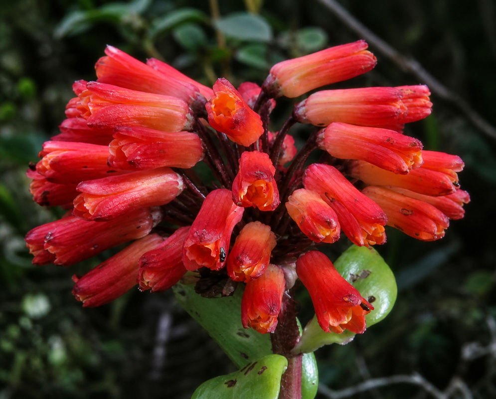Orange Bomarea bloom with darker markings in southern Colombia