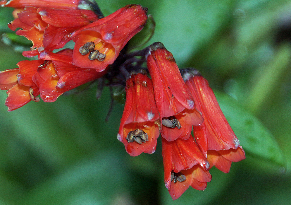 Aging dark red Bomarea flowers covered in raindrops with brown anthers