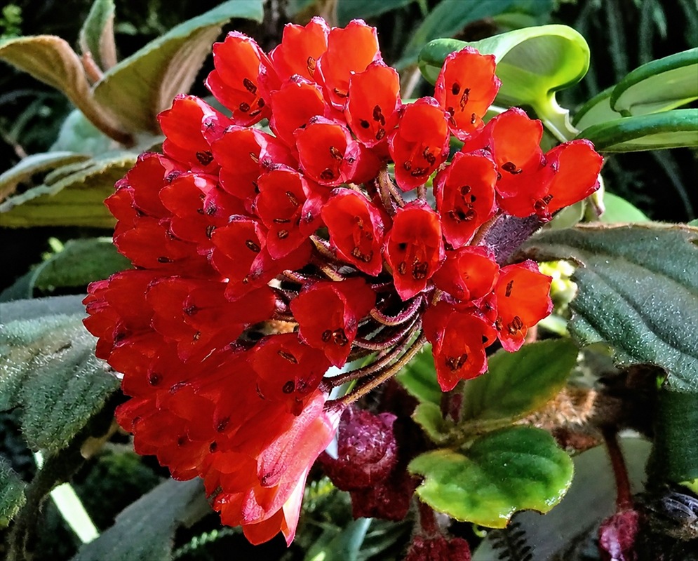 Bomarea patinii flowers