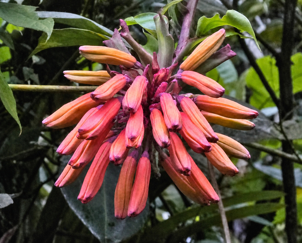 Cluster of pink Bomarea flower buds in southern Colombia