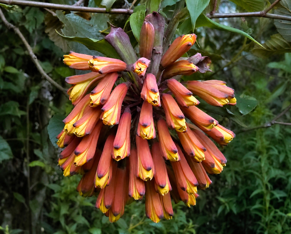 A Bomarea cluster has salmon-pink outer sepals with dark tips surrounding yellow inner petals