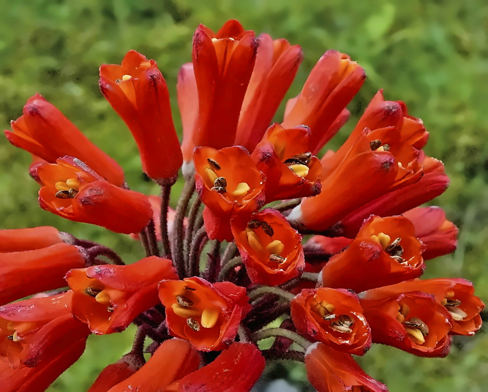 Bomarea setacea flowers