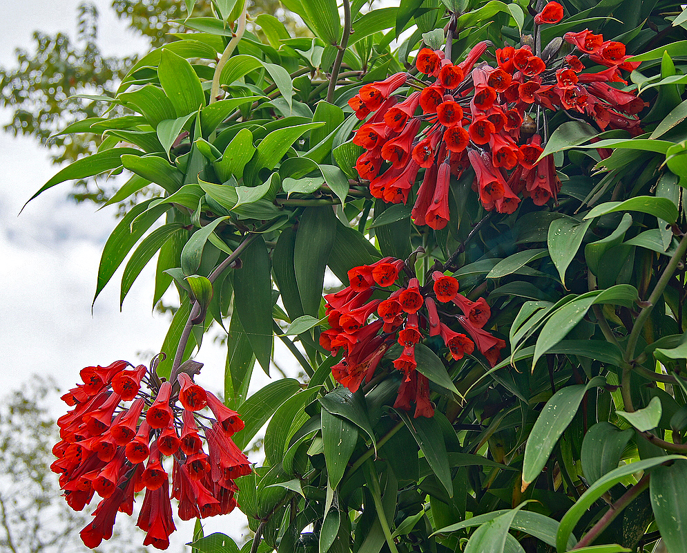 A vine with three clusters of red Bomarea multiflora flowers