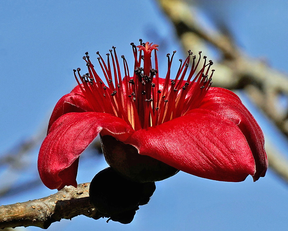 Single open red Bombax ceiba flower with five thick recurved petals and numerous dark-tipped stamens on a bare branch