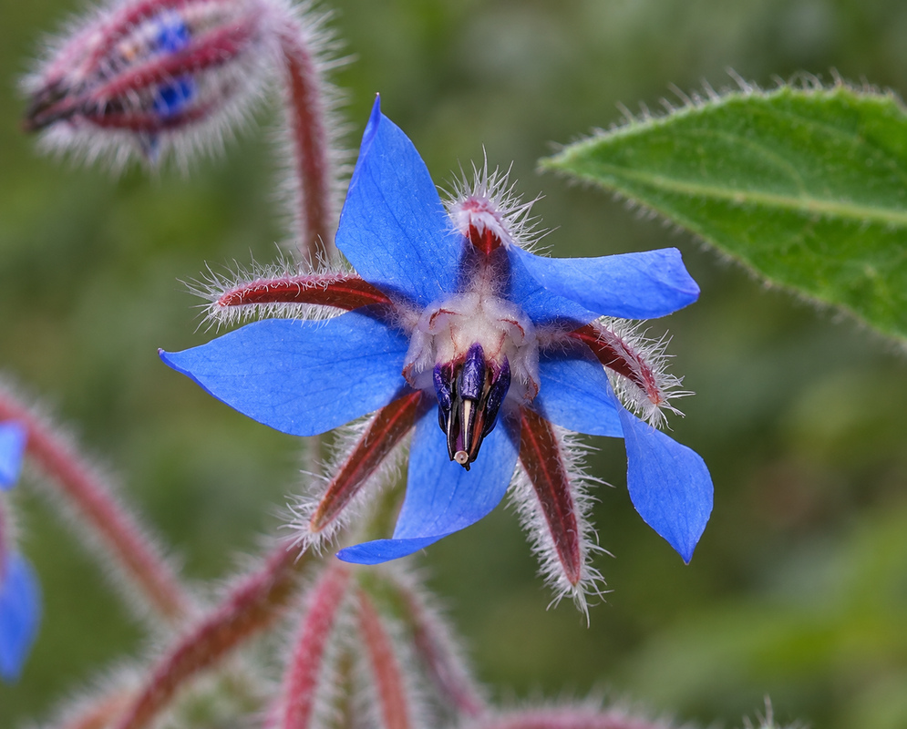 Two bright blue Borago officinalis flowers in full bloom, each displaying five pointed petals and contrasting black-purple centers, set against fuzzy green foliage