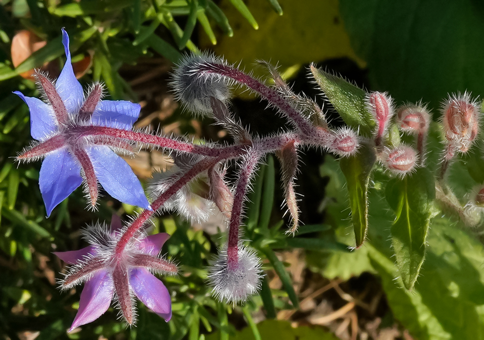 Blue Borago officinalis flower with a dark sepal with white hairs and dark blue anthers