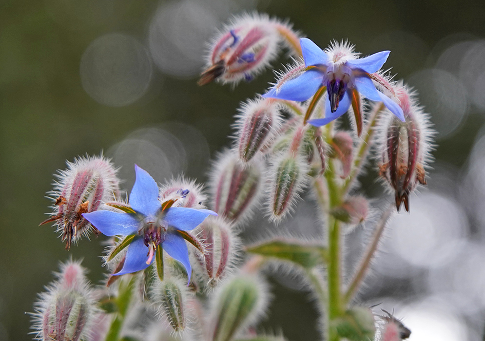 Borago officinalis blue flowers with white hairs on the stems and flower buds