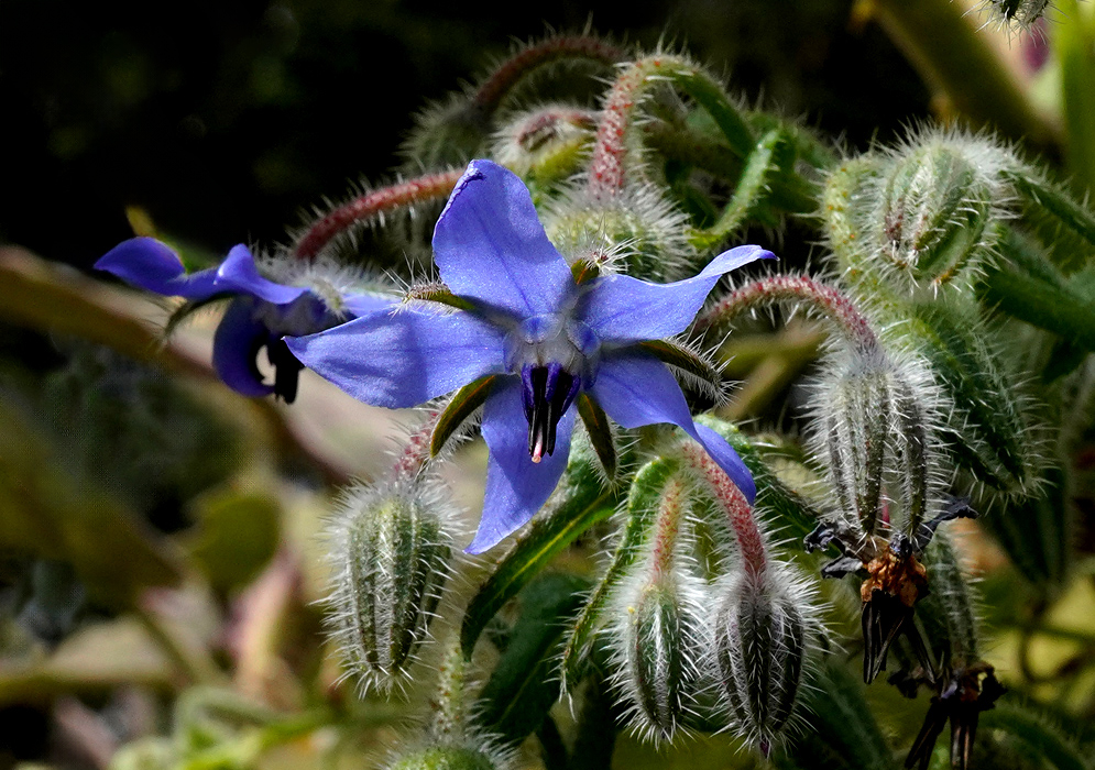 Borago officinalis Blue Flower in Bud Cluster A single deep blue star-shaped Borago officinalis flower with prominent dark stamens, surrounded by fuzzy flower buds and hairy stems
