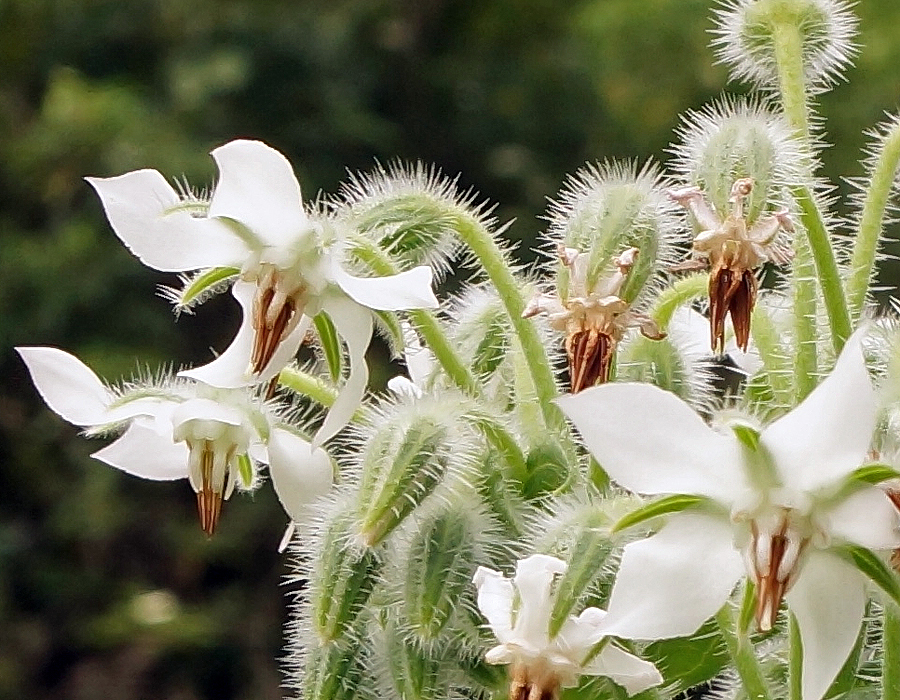 Nodding white Borago officinalis flowers