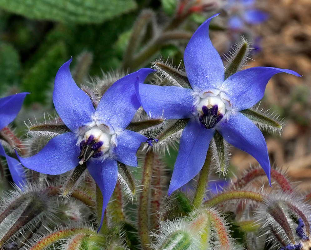 Borago officinalis Pair of Blue Flowers Two bright blue Borago officinalis flowers in full bloom, each displaying five pointed petals and contrasting black-purple centers, set against fuzzy green foliage
