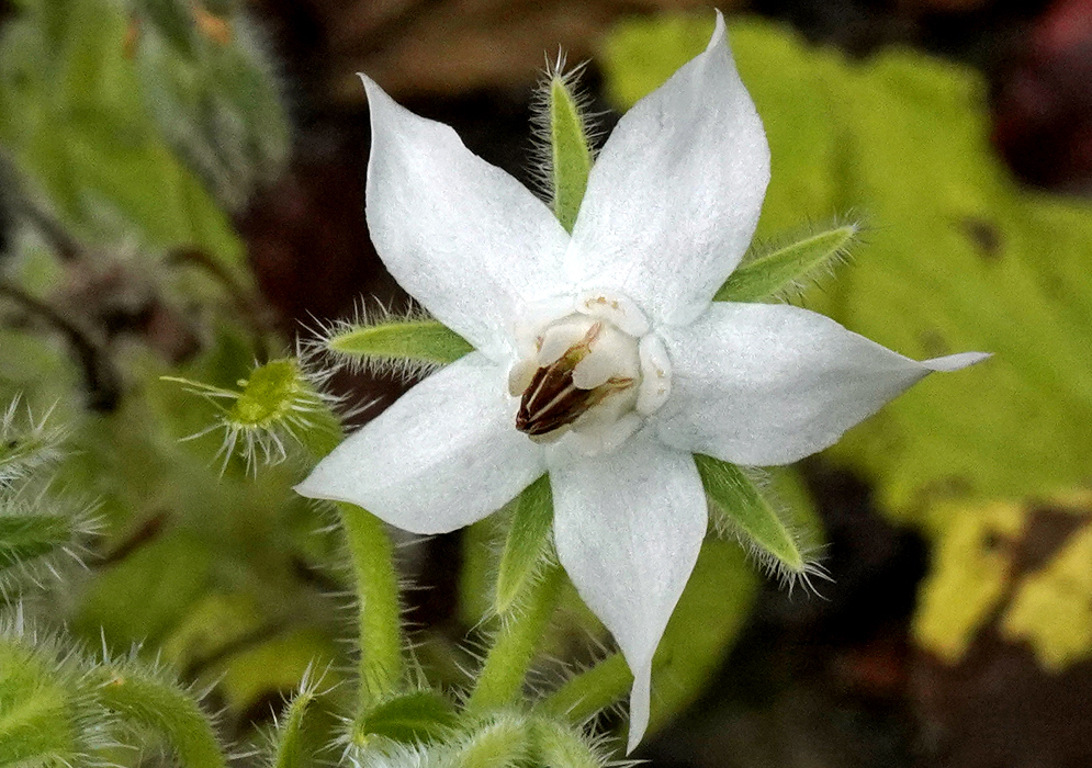 Borago officinalis flower with brown stamens