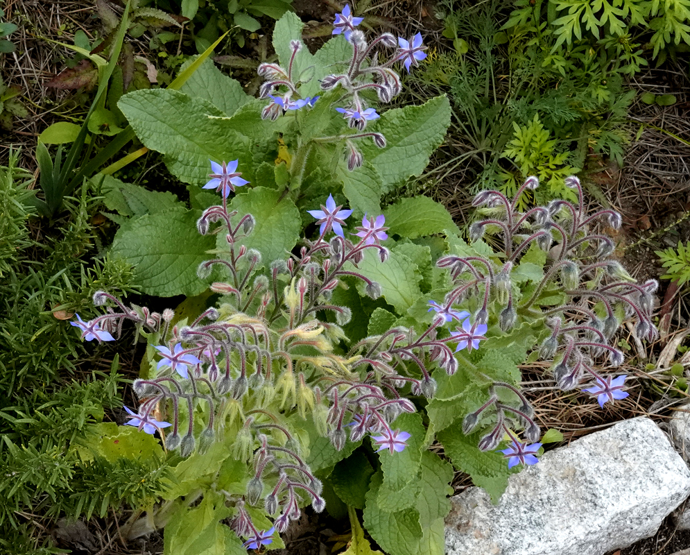 Borago officinalis branches, stems and green sepals with white hairs and a showy white flower