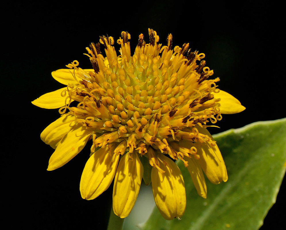 Borrichia frutescens Saltmarsh Flower Borrichia frutescens close view of a yellow composite head showing narrow, slightly twisted ray florets around a packed dome of tubular disc florets, set against a dark background with one green leaf