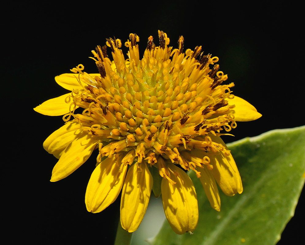 Borrichia frutescens close view of a yellow composite head showing narrow, slightly twisted ray florets around a packed dome of tubular disc florets, set against a dark background with one green leaf