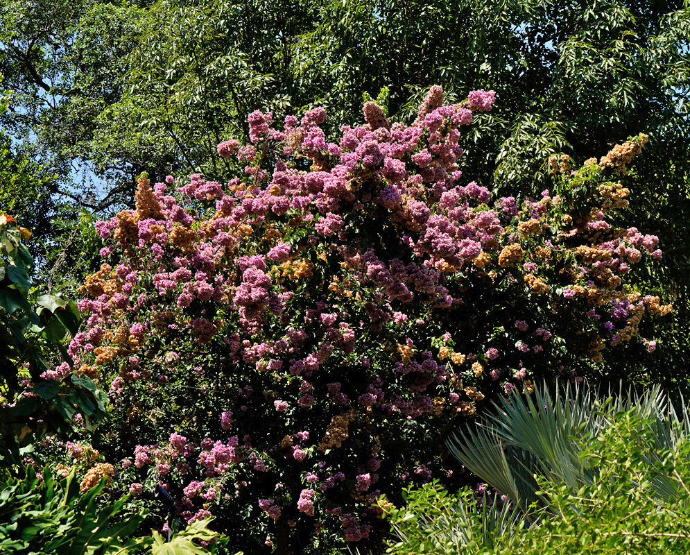 Bougainvillea arborea Tree in Bloom A large Bougainvillea arborea tree in full bloom, covered with dense clusters of pink and fading orange bracts against a backdrop of green foliage