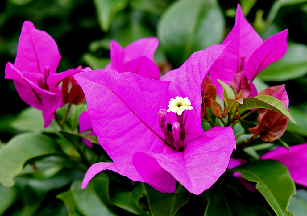 A white Bougainvillea flower with bright pink bracts