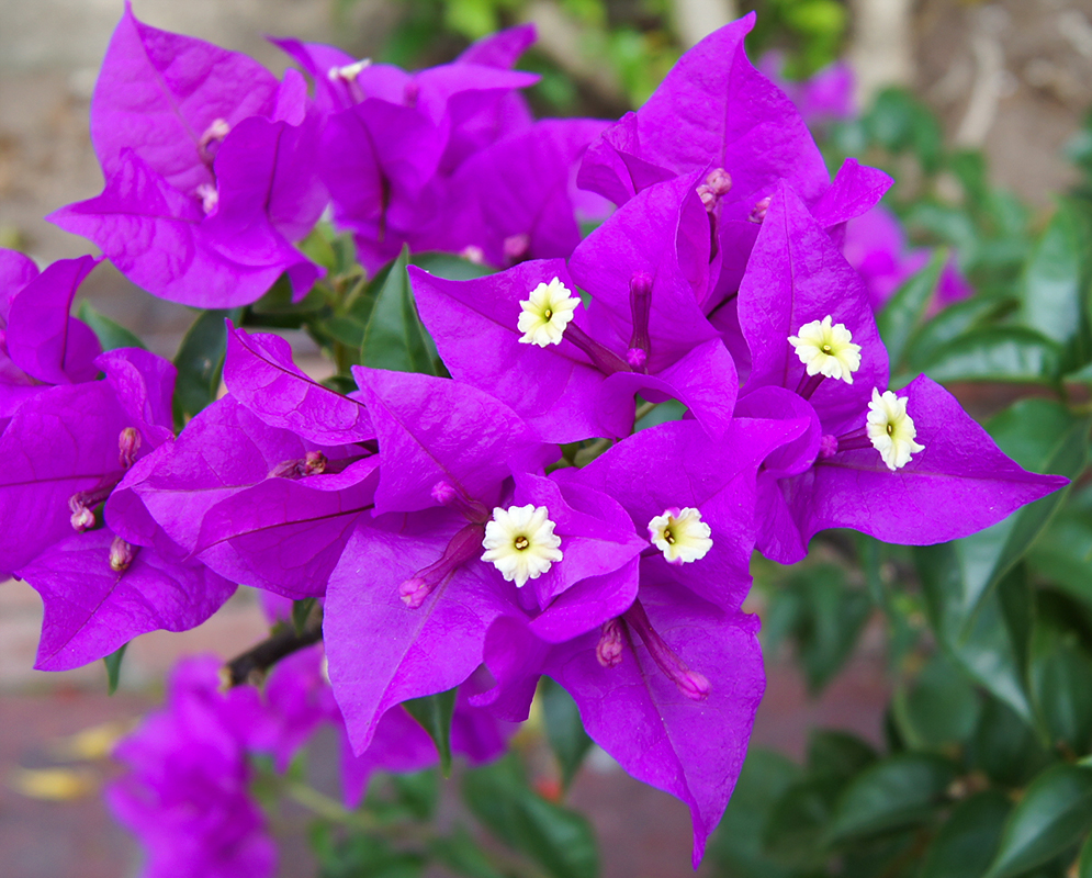Purple Bougainvillea and five white flowers