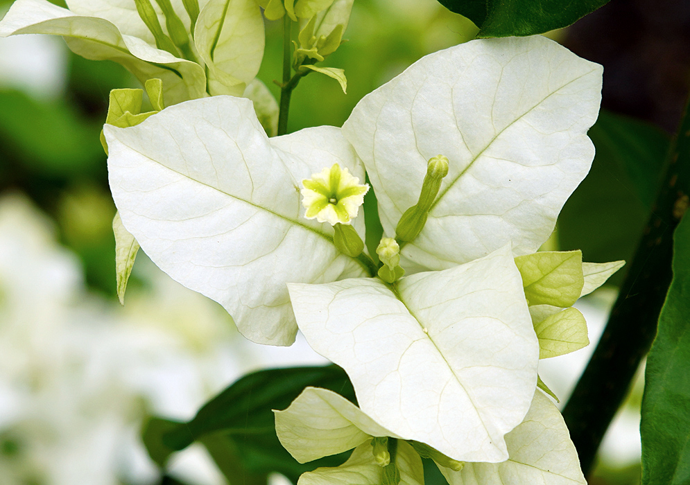 A white, green and yellow Bougainvillea flower with white bracts
