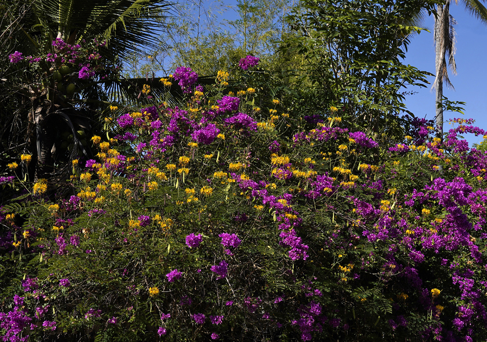 A purple Bougainvillea growing on top of a Caesalpinia pulcherrima bush with yellow flowers