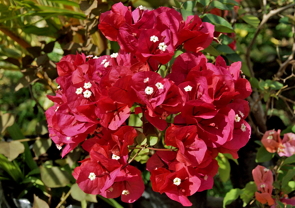 A cluster of red-pink Bougainvillea bracts