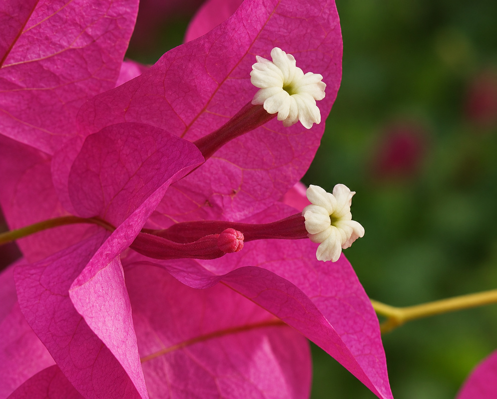 Beautiful Purple bougainvillea glabra bracts and a white flower