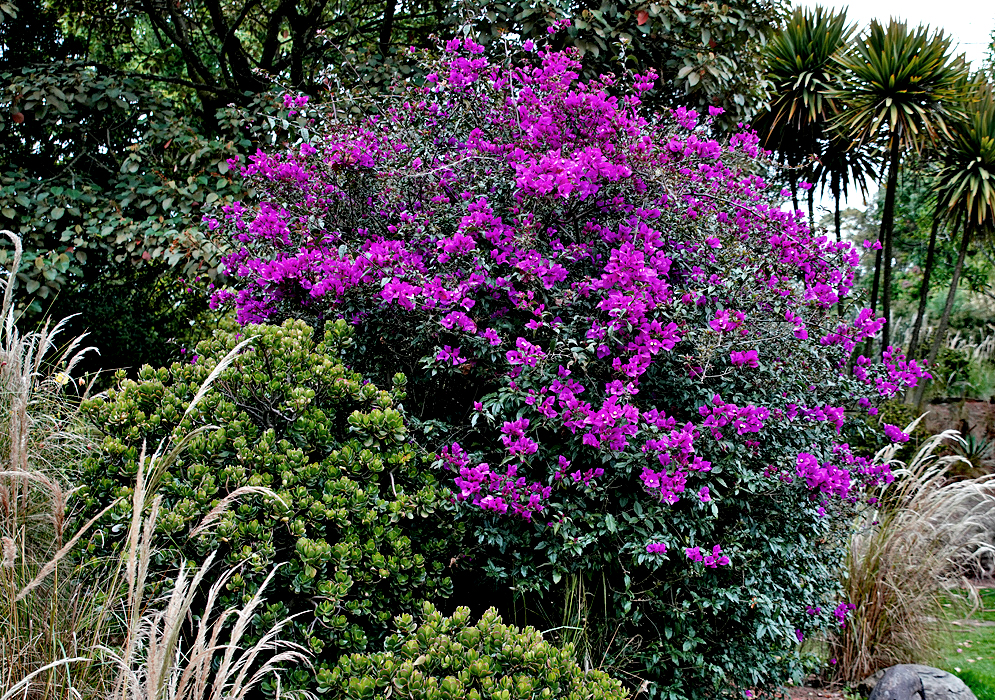 A large Bougainvillea shrub with purple bracts