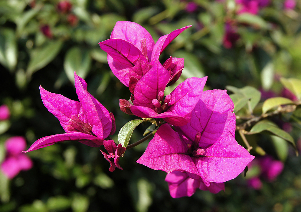 Purple-pink bougainvillea glabra bracts and flower buds in sunlight
