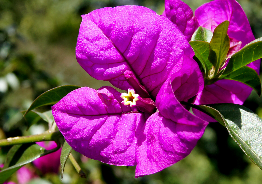 Beautiful Purple bougainvillea glabra bracts and a white flower