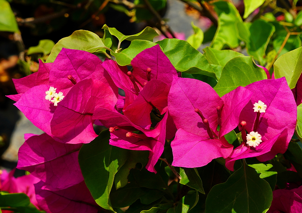 Four white Bougainvillea flowers and bright red bracts