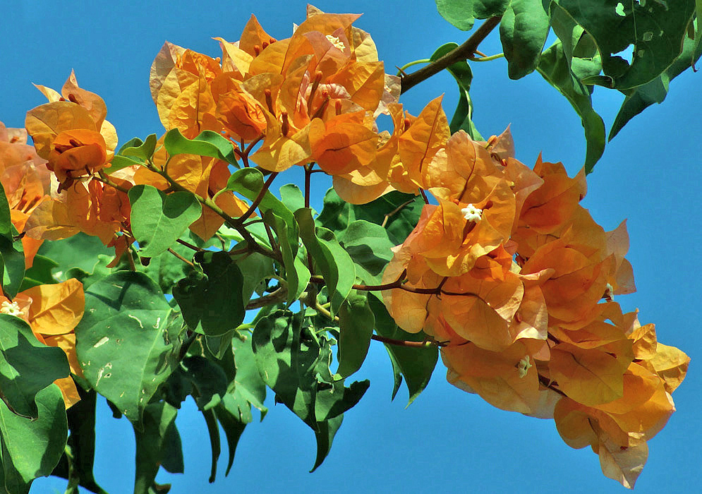 Orange bracts Bougainvillea under a blue sky 
