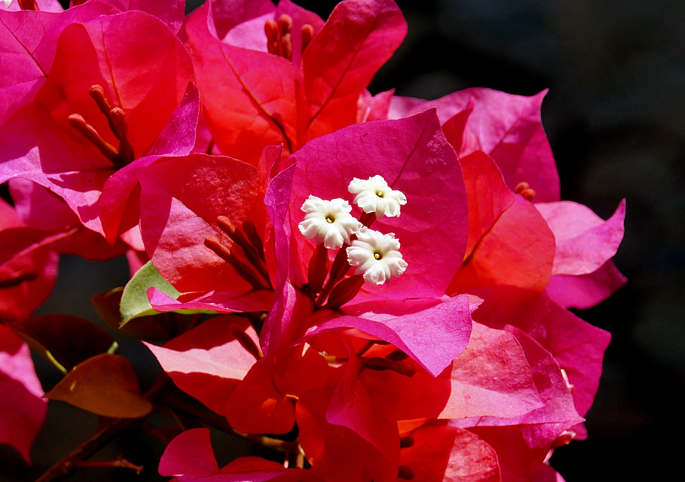 Three white Bougainvillea flowers with red purplish bracts