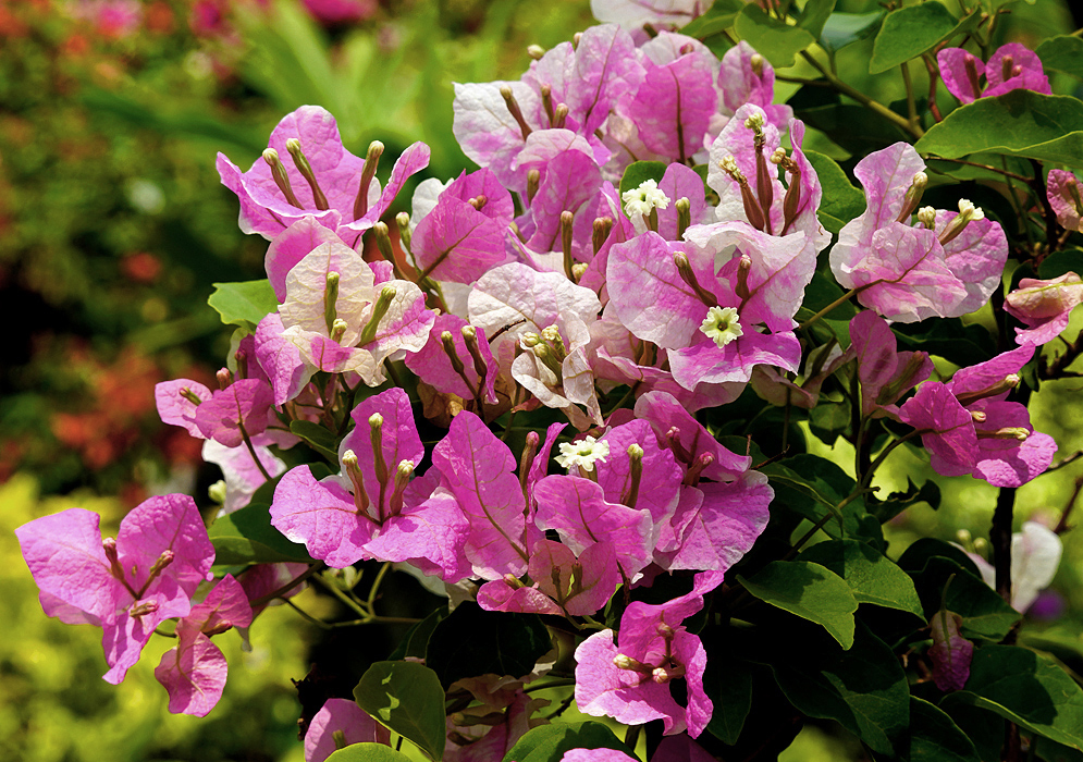 A cluster of white and pink Bougainvillea bracts