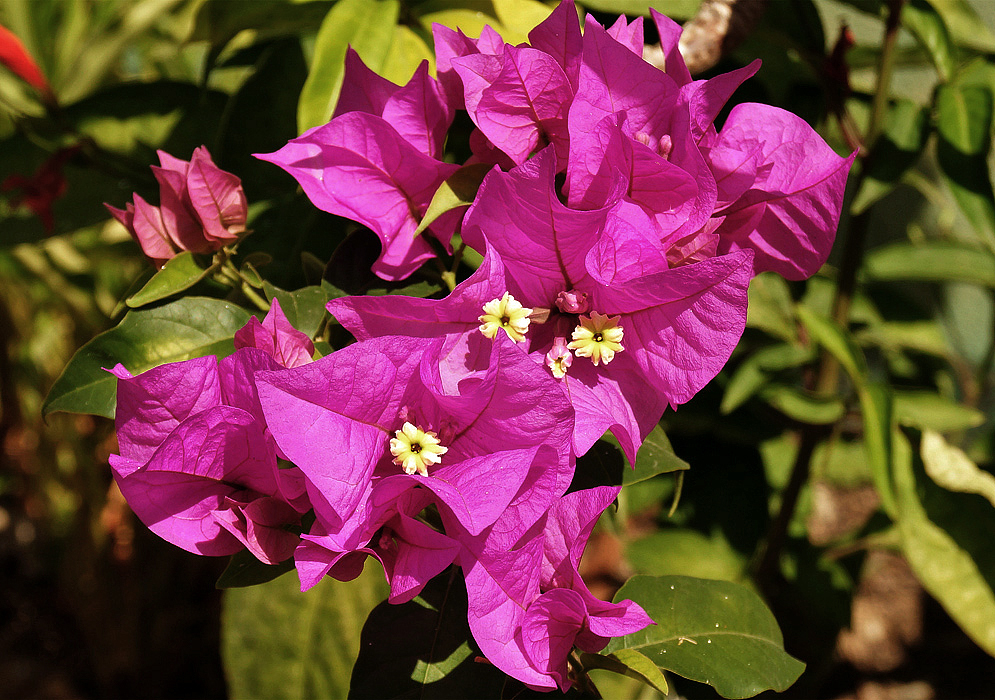 A cluster of bright pink bougainvillea bracts