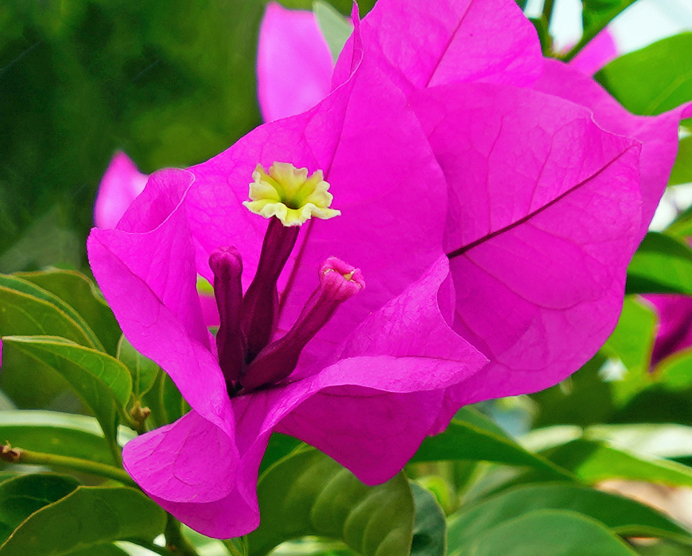 A yellow Bougainvillea flower surrounded by purple-magenta bracts