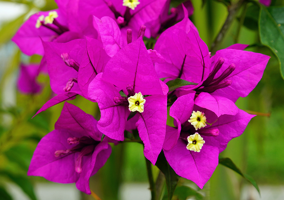 A yellow Bougainvillea flowers surrounded by purple-magenta bracts