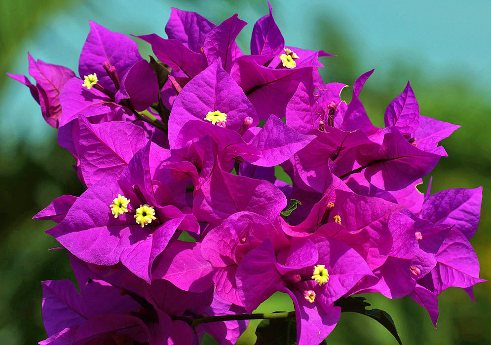 A cluster of Bougainvillea purple bracts with yellow flowers