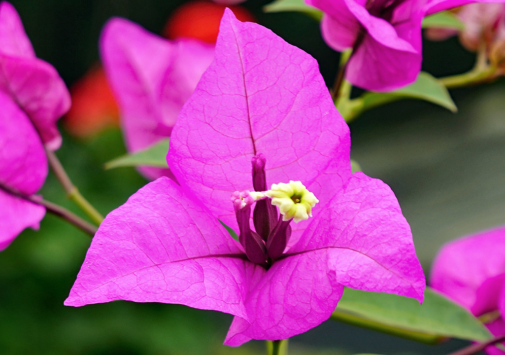 A white and yellow Bougainvillea flower surrounded by purple bracts